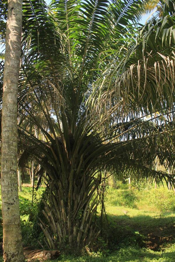 The Temple Tree Varkala Apartment Exterior foto